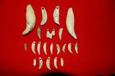 Drilled Teeth 2.webp