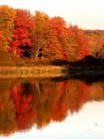 Fall foliage08.webp