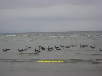 windy 003.webp