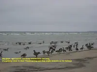 windy 011 (2).webp