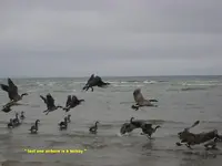 windy 011.webp