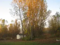 back yard.webp