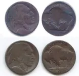buffalo.webp