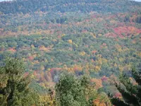 fall2.webp