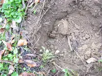 28 in hole.webp