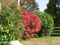 fall7.webp