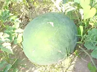 Watermelon.webp