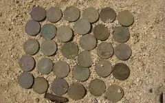 31 Wheats 2.webp