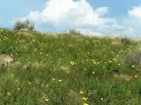 arizona spring flowers.webp