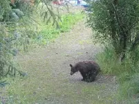 bear in woods.webp