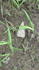 Arrowhead that wasnt.webp