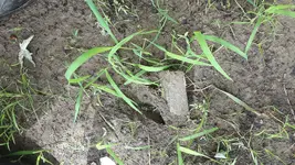 Arrowhead that wasnt proof.webp