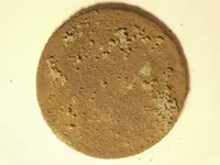 Hpenny raw obv.webp