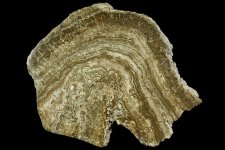 stromatolite1.jpg