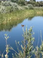 dragonfly.webp