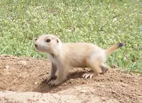 Little guy.webp