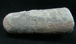 orthoceras.jpg orthoceras.jpg