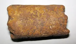 Baculites 1.webp Baculites 1.webp