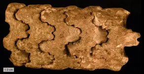 Baculites 2.webp Baculites 2.webp