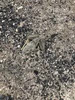 petrified frog.webp