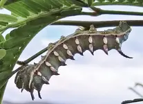 hornworm.webp