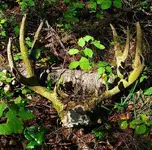 Antler.webp