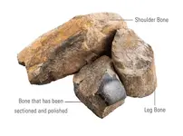 Dinosaur-Bone_large.webp