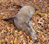 dead deer2.jpg
