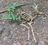 dead deer1.webp