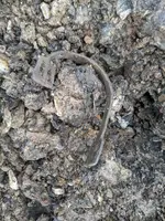spurdug.webp