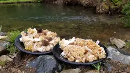 mushrooms.webp