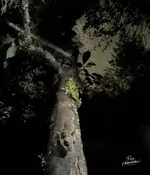 2SQUIRLUP-1.webp