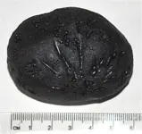 Tektite8.jpg