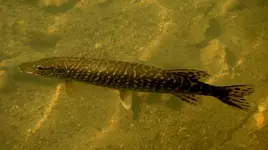 northernpike-HERO.webp