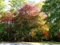 blackgumtrees.webp