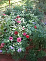 seedtapegarden.webp