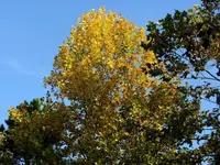 tuliptree.webp