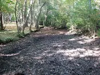 dried up pond.webp