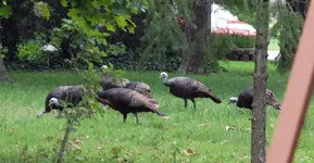 SevenGobbles.webp