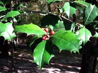 HollyBerries.webp