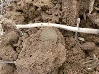 IH in dirt.webp IH in dirt.webp