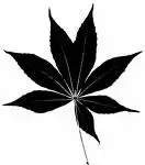 horse chestnut buckeye.webp horse chestnut buckeye.webp