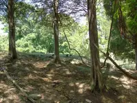 The Site.webp