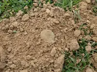 Rodeo LC close-up.webp