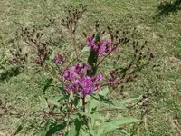 purple flowers.webp