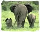 e family.webp
