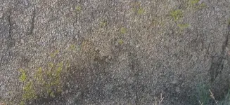 owlvarareg.webp