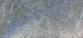 owlvaraneg.webp