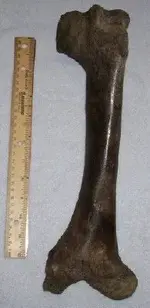 bone a pic 1.webp