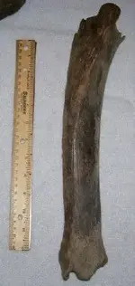 bone b pic 1.webp